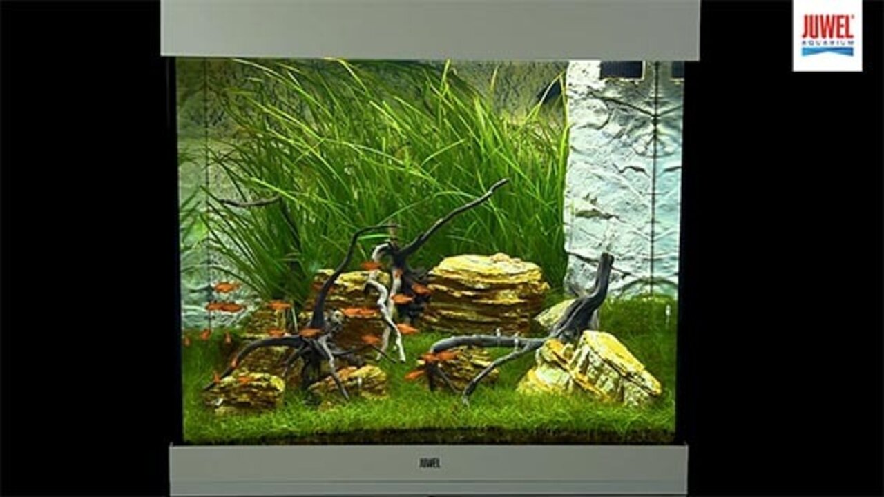 Juwel Aquarium Rio (125 l) - buy at Galaxus