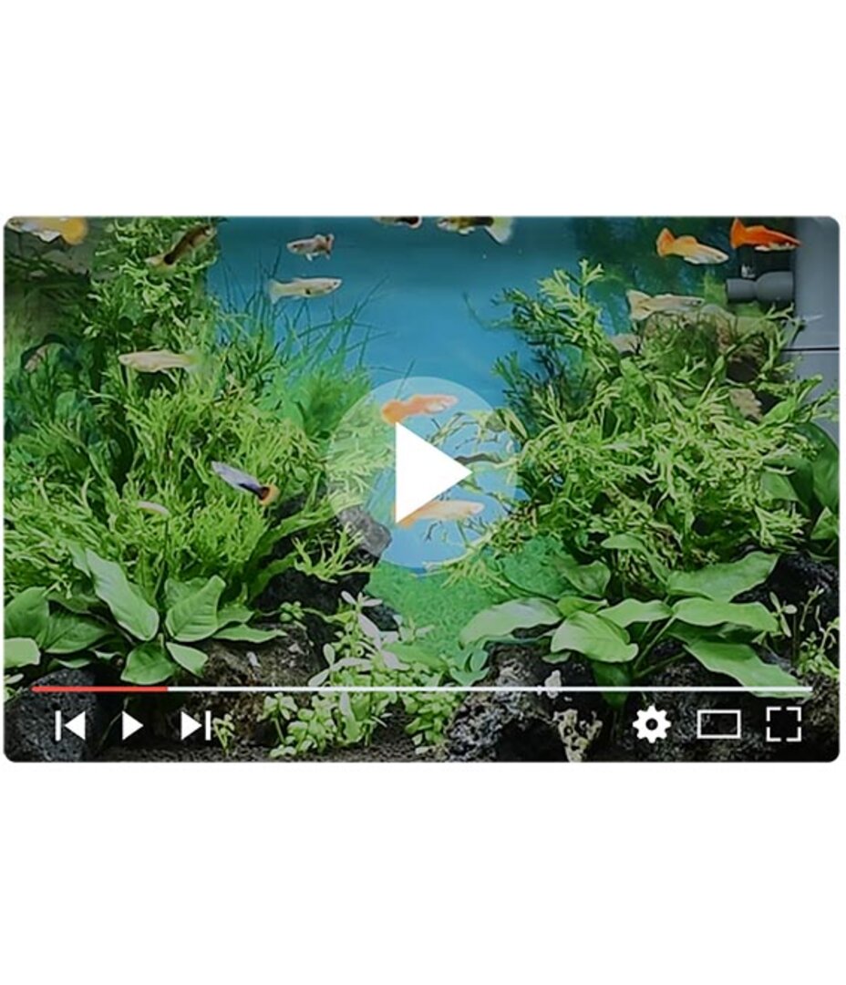 setup5 JUWEL Aquarium