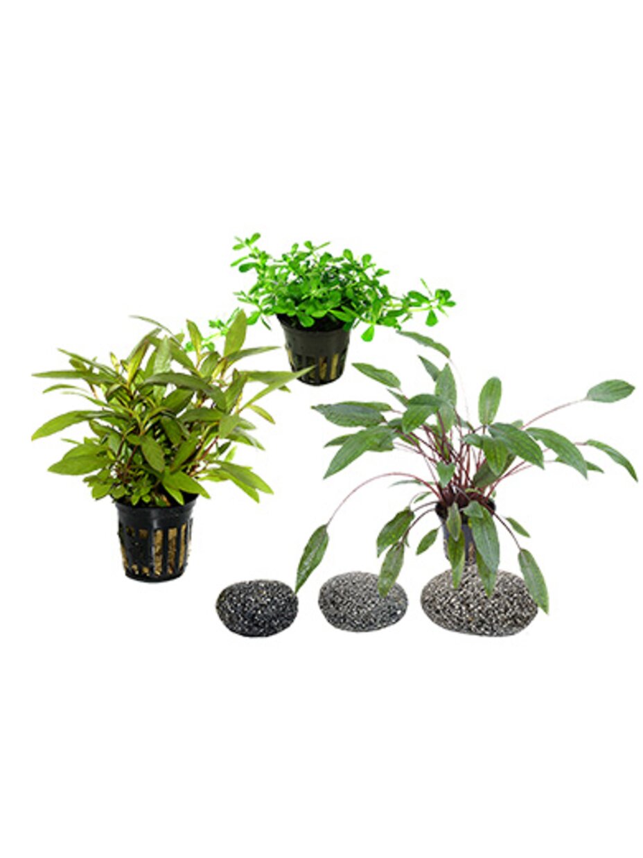 setup6 JUWEL Aquarium